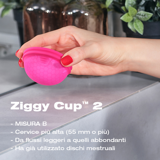 Ziggy Cup B